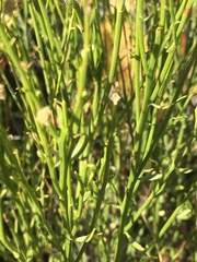 Baccharis sergiloides