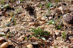 Teesdalia coronopifolia