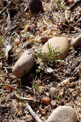 Teesdalia coronopifolia