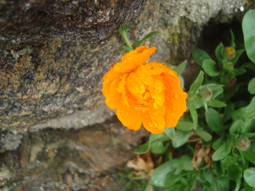 Calendula officinalis