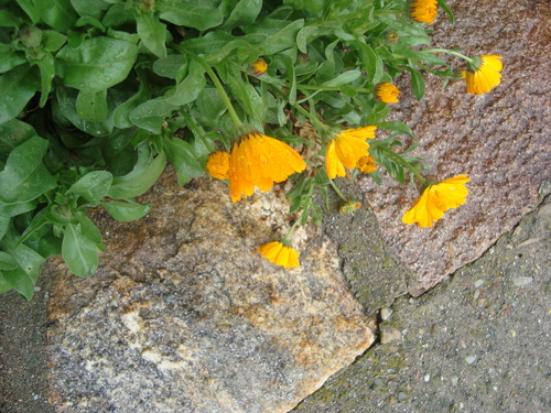 Calendula officinalis