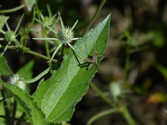 Coryacris angustipennis