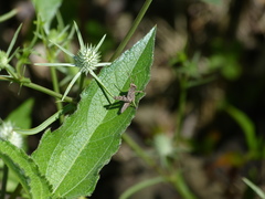 Coryacris angustipennis