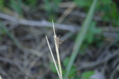 Coryacris angustipennis