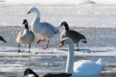 Anser anser × Branta canadensis