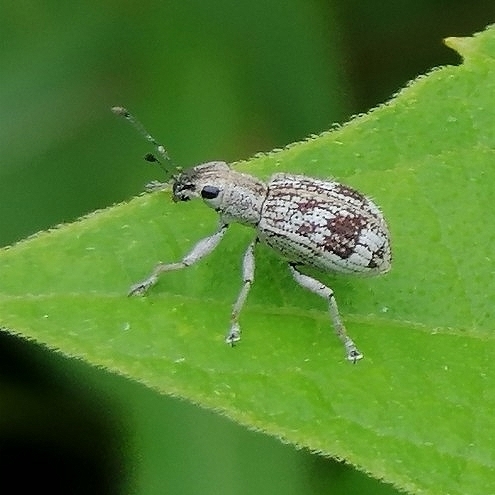 Anypotactini