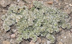 Paronychia chlorothyrsa