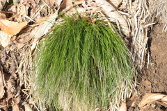Festuca heterophylla