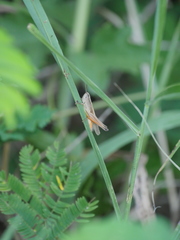 Amblytropidia australis