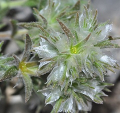 Paronychia chlorothyrsa