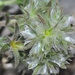 Paronychia chlorothyrsa - Photo (c) faluke, algunos derechos reservados (CC BY-NC), subido por faluke