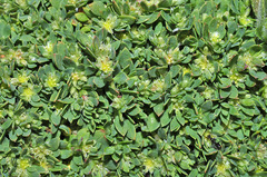 Paronychia polygonifolia