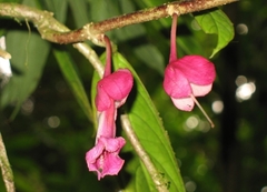 Drymonia conchocalyx