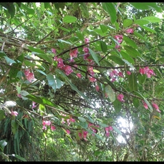 Drymonia conchocalyx