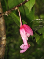 Drymonia conchocalyx