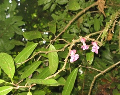 Drymonia conchocalyx