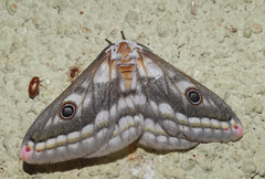 Heniocha bioculata