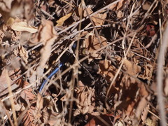 Plestiodon skiltonianus skiltonianus