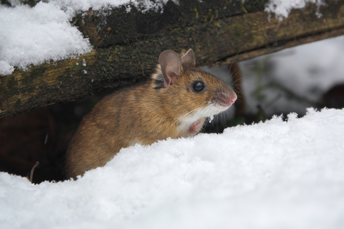Yellow-necked Field Mouse