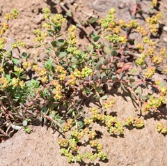 Paronychia suffruticosa