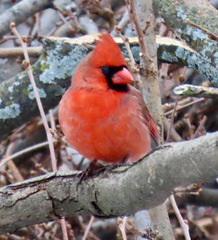 Cardinalis cardinalis