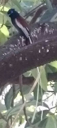 African Paradise-Flycatcher