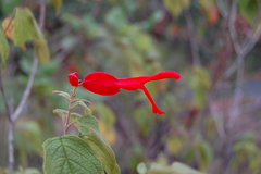 Salvia sessei