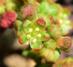 Paronychia suffruticosa