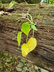 Image of Peperomia tenuifolia