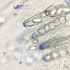 Peziza fimeti