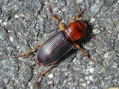 Harpalus erraticus