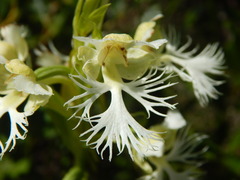 Platanthera praeclara
