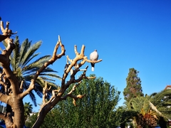 Streptopelia decaocto