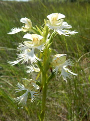 Platanthera praeclara