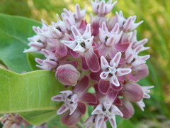 Asclepias speciosa × syriaca