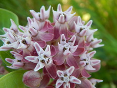 Asclepias speciosa × syriaca