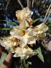 Nerium oleander