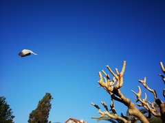 Streptopelia decaocto