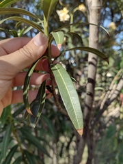 Nerium oleander