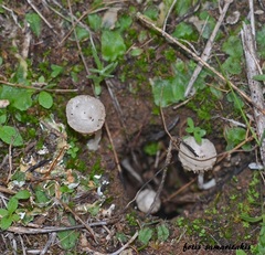 Arrhenia rickenii