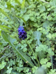 Muscari commutatum