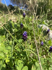 Muscari commutatum