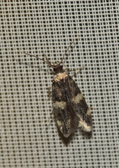 Oegoconia deauratella