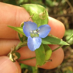 Commelina diffusa gigas
