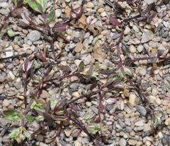 Polycarpon alsinifolium