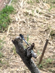Erythrodiplax avittata