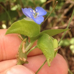 Commelina diffusa gigas