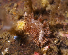 Eubranchus vittatus