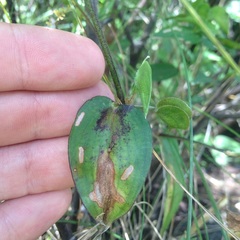 Commelina diffusa gigas