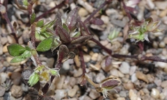 Polycarpon alsinifolium